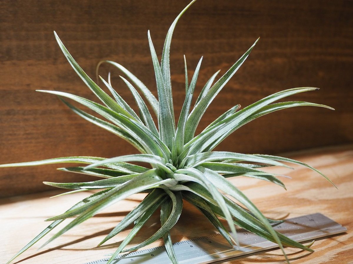 Tillandsia silver star チランジア エアープランツ チランジア ／ ストリクタ シルバースター (T.stricta 'Silver Star')