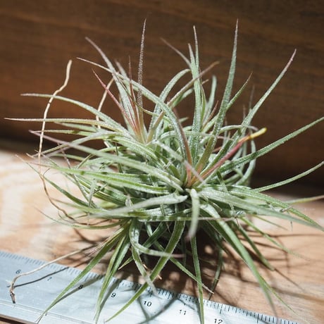 チランジア ／ イオナンタ メキシコ CL　(T.ionantha 'Mexico')　＊A01/Dec13