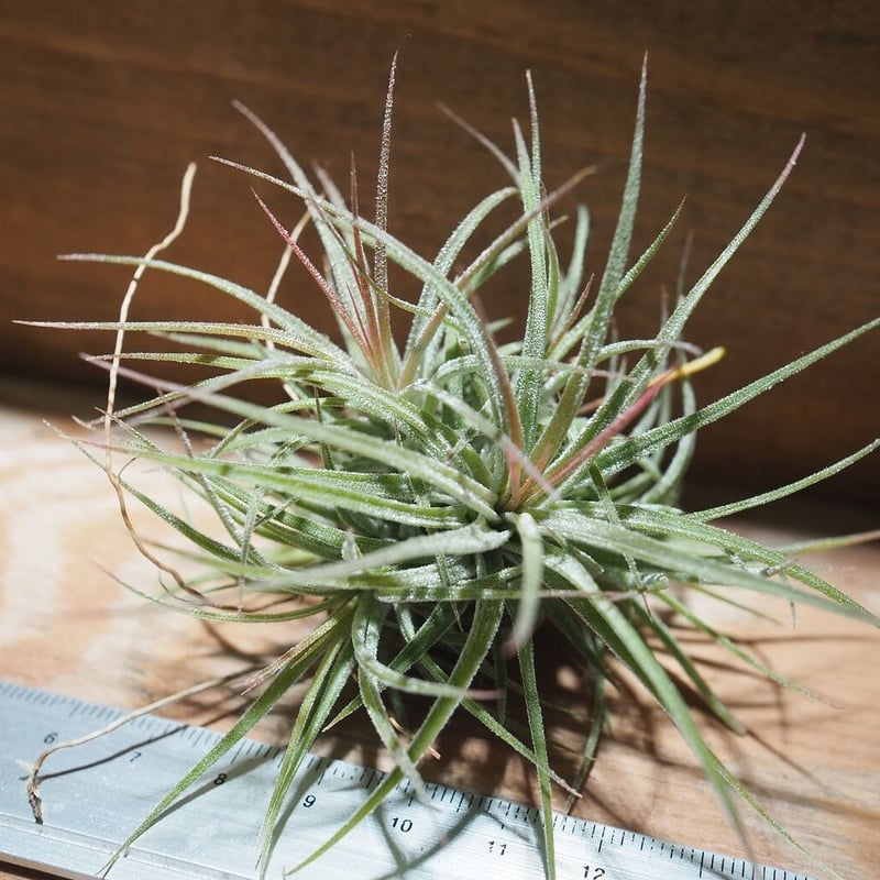 チランジア ／ イオナンタ メキシコ CL (T.ionantha 'Mexico') ＊A0
