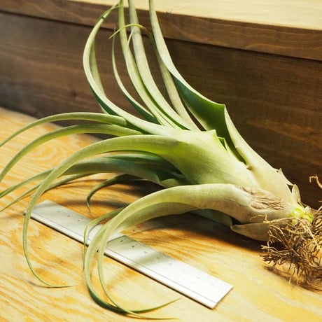 チランジア ／ ストレプトフィラ Hybrids No.5738　(T.streptophylla Hybrids No.5738)　＊A02/Se29