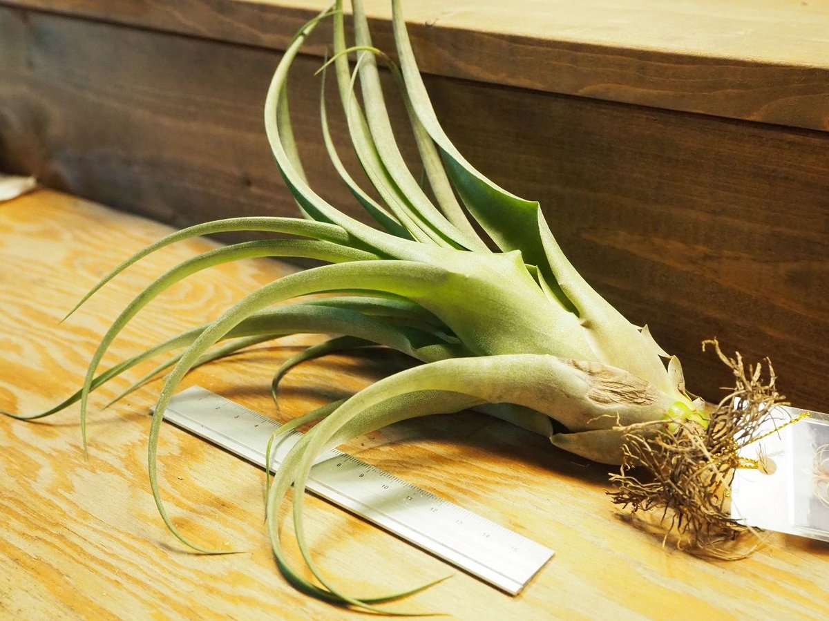 チランジア ／ ストレプトフィラ Hybrids No.5738 (T.streptophyl