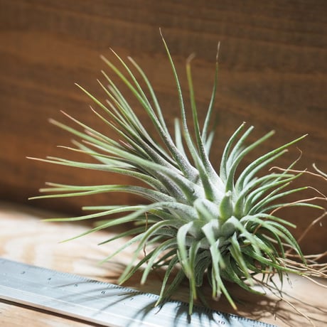 チランジア ／ イオナンタ ロシータ XL　(T.ionantha ’Rosita’)　＊A01/ Mar20