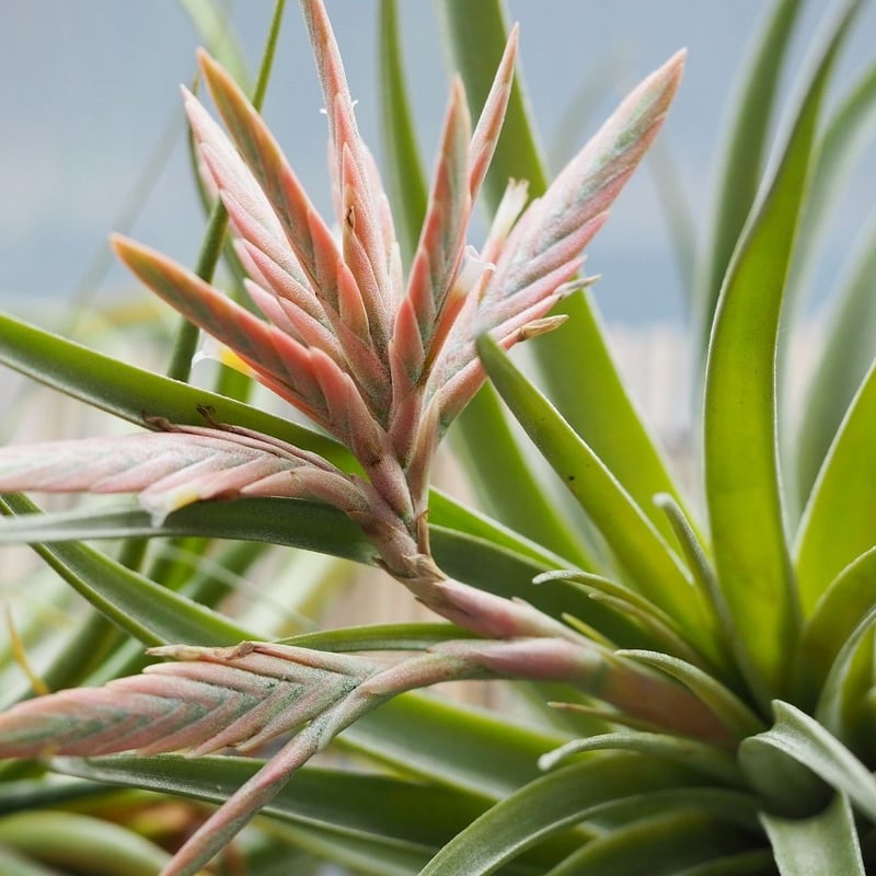 チランジア ／ ディディスティカ (T.didisticha) ☆AB01/Feb05 | 常