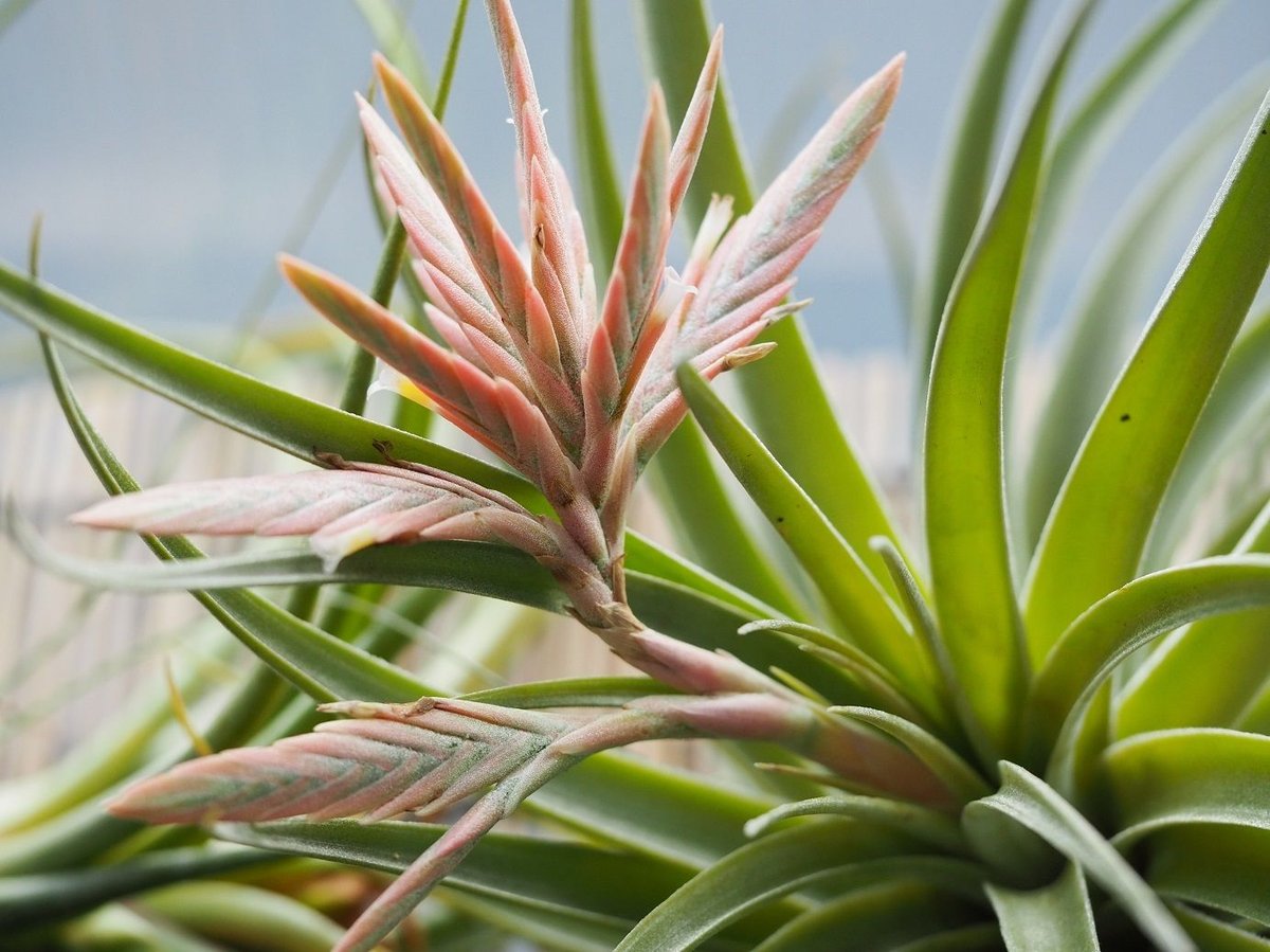 チランジア ／ ディディスティカ (T.didisticha) ☆AB01/Feb05 | 常