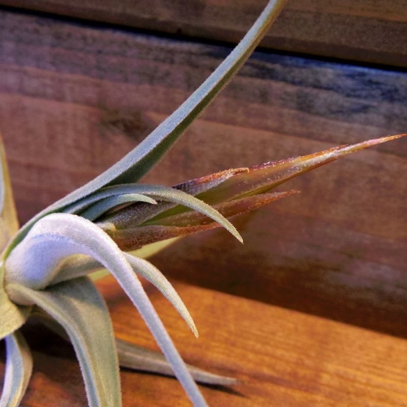 チランジア ／ クシフィオイデス トメントセ ※花芽付き (T.xiphioides