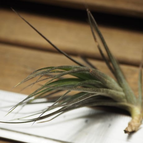 チランジア ／ テヌイフォリア アメシスト　漆黒　(T.tenuifolia var. amethyst)
