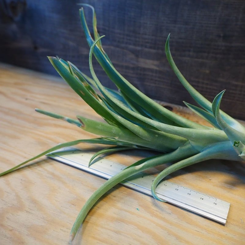 チランジア ／ カピタータ グリーン (T.capitata 'Green') ＊A02/Ju