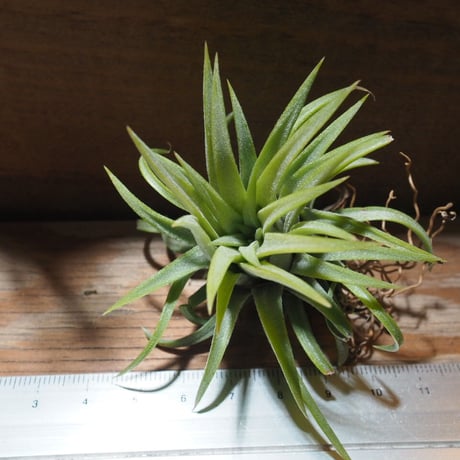 チランジア ／ イオナンタ ロン　(T.ionantha 'Ron')　★EF01/Feb05-02