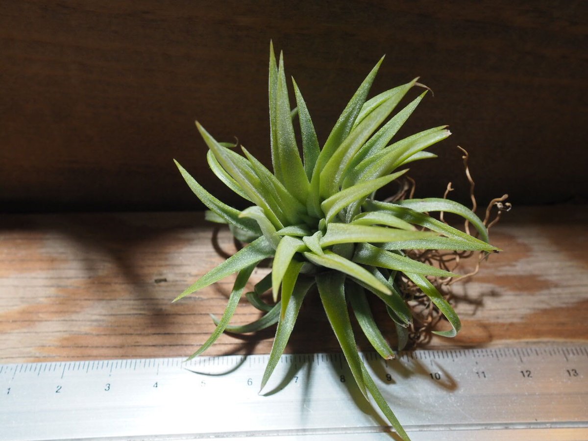 チランジア ／ イオナンタ ロン (T.ionantha 'Ron') ☆EF01/Feb05