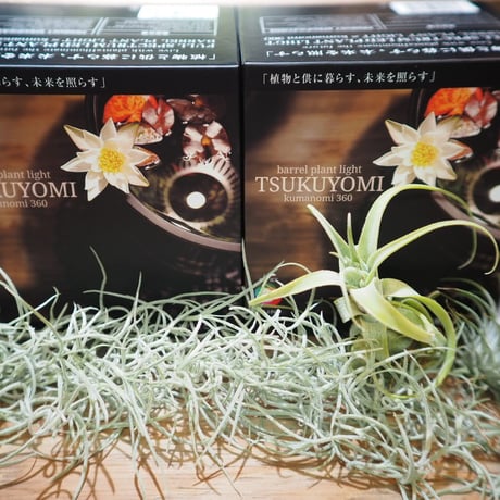 セール品 | 常葉植物園 Tokiwa Botanical-Garden ／ ティランジア