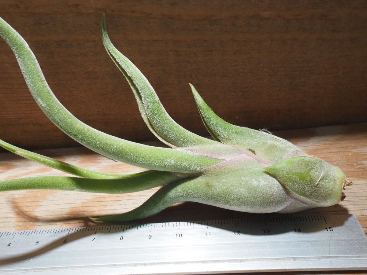 チランジア ／ カプトメデューサ S (T.caput-medusae) ☆CD01