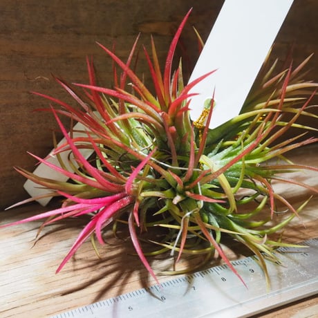 チランジア ／ イオナンタ フェーゴ CL　(T.ionantha 'Fuego')　★EF01/Feb05