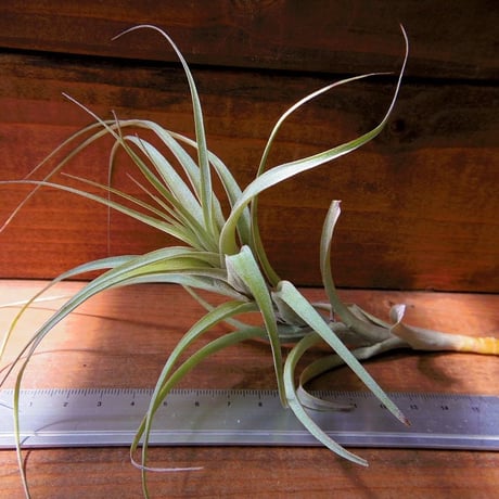 CATEGORY 学名・名称:I | 常葉植物園 Tokiwa Botanical-Garde CATEGORY 学名・名称:I | 常葉植物園 Tokiwa Botanical-Garde