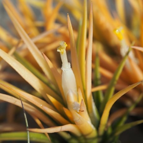 チランジア ／ イオナンタ ピーチ ホワイトフラワー　(T.ionantha 'Peach White Flower')　＊A01/Apr25