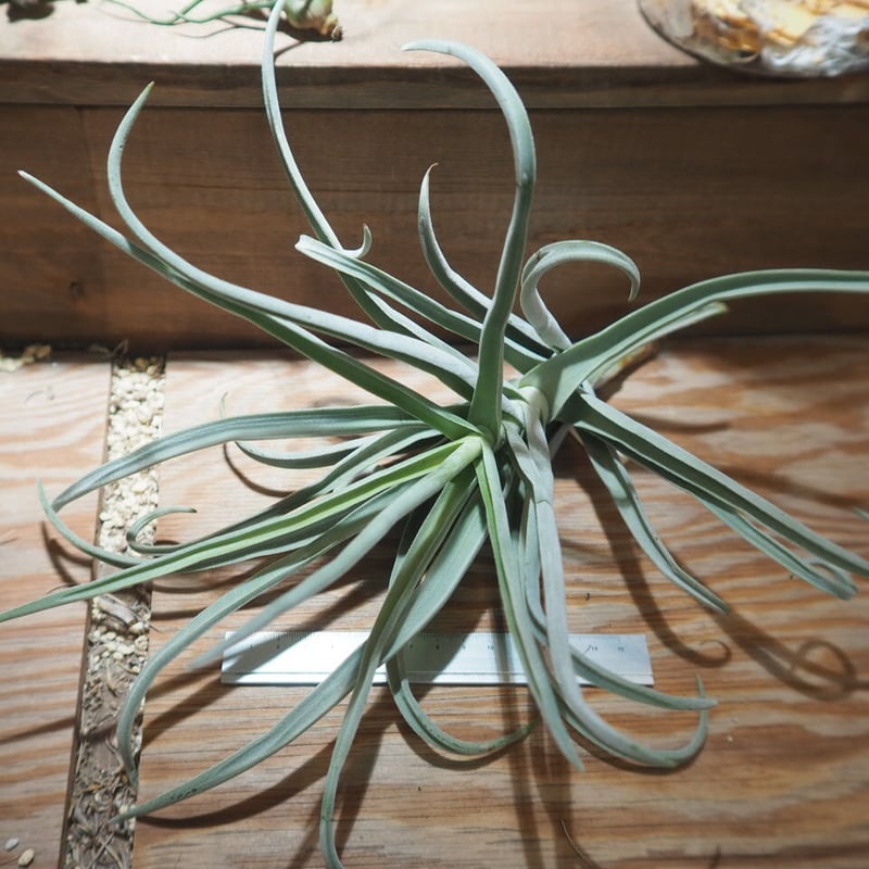 チランジア ／ デュラティ シックリーフ (T.duratii 'Thick Leaf') ☆