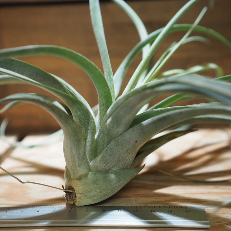 チランジア ／ レディ XL (T.'Redy') ＊A01/Apr25 | 常葉植物園