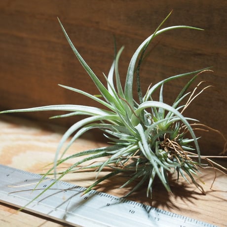 チランジア ／ ウトリクラータ プリングレイ S　(T. utriculata ssp. pringlei)　＊A01/Jul05