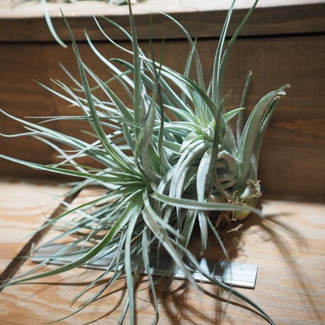 チランジア ／ レクルヴィフォリア × ガルドネリー　(T.recurvifolia × T.gardneri)　＊A01/Apr17