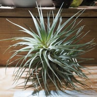 チランジア ／ カプトメデューサ ソノランスノー (T.caput-medusae