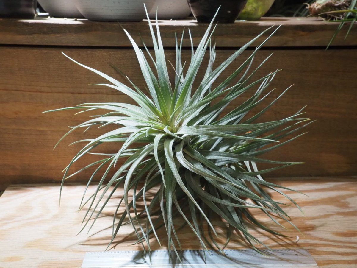 チランジア ／ アエラントス パープルレザー (T.aeranthos 'Purple Lea