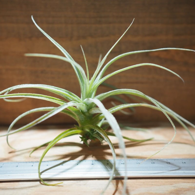 ティランジア・ストラミネア チランジア・ストラミネア・ディープパープル Tillandsia straminea