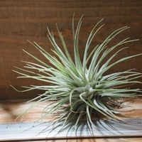 チランジア ／ フクシー フクシー　(T.fuchsii var. fuchsii)　★CD01/Feb05