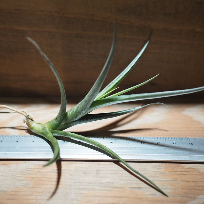 チランジア ／ ミスティックレインボー (T.'Mystic Rainbow') ＊A01/