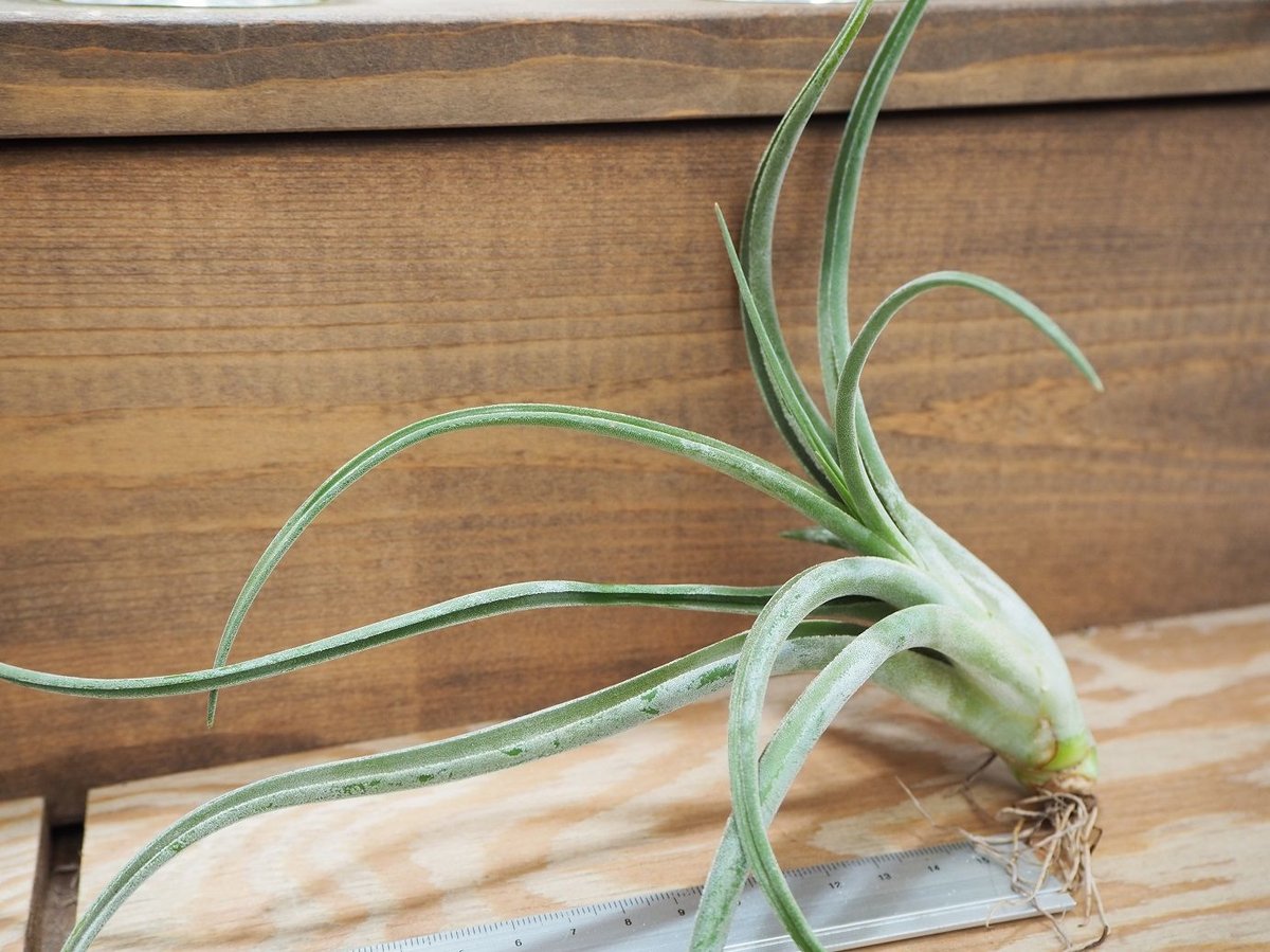 Tillandsia El Guapo 速達発送 Tillandsia El Guapo – APlantHouse