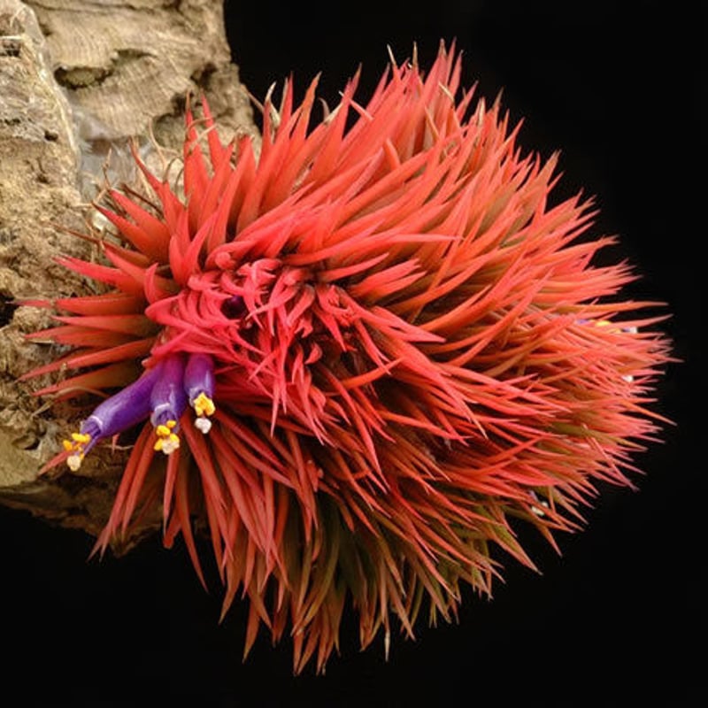 Tillandsia イオナンタ モンストローサ イオナンタ モンストローサ 07号 | air-plants TENGU-DO