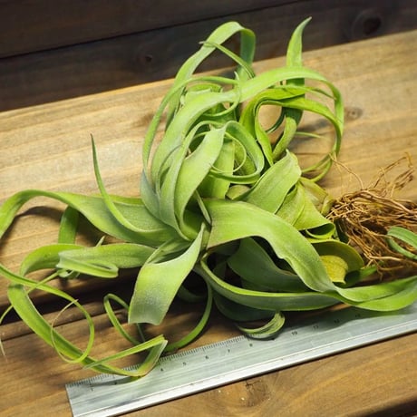 チランジア ／ ストレプトフィラ　カーリータイプ　(T.streptophylla)