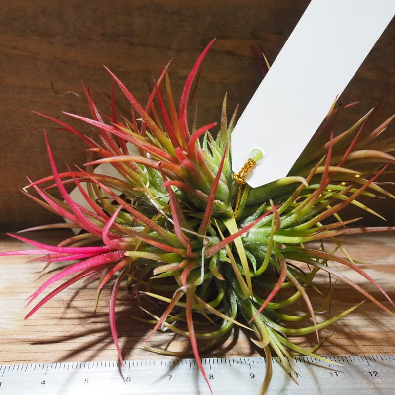 チランジア ／ イオナンタ フェーゴ CL (T.ionantha 'Fuego') ☆EF0