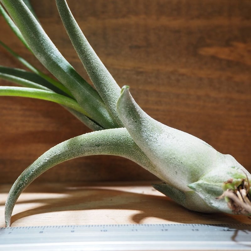 チランジア ／ エルグアポ (T.'El Guapo') ☆タイ農場 ＊A01/Jun24 |