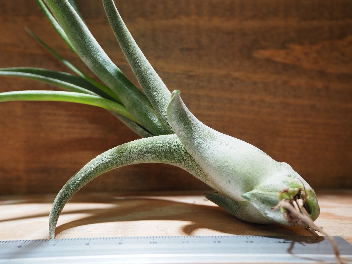 チランジア ／ エルグアポ (T.'El Guapo') ☆タイ農場 ＊A01/Jun24 |