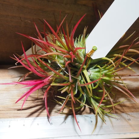チランジア ／ イオナンタ フェーゴ CL　(T.ionantha 'Fuego')　★EF01/Feb05
