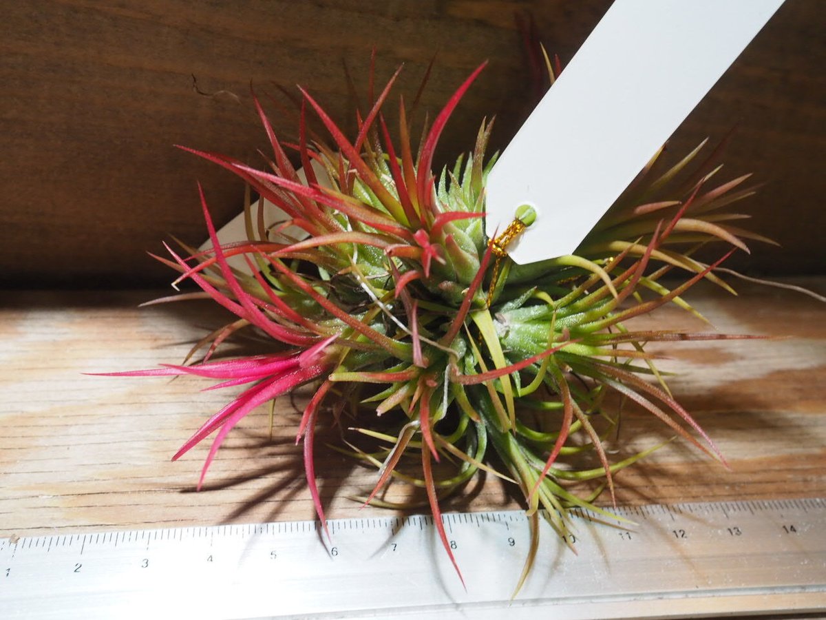 チランジア ／ イオナンタ フェーゴ CL (T.ionantha 'Fuego') ☆EF0