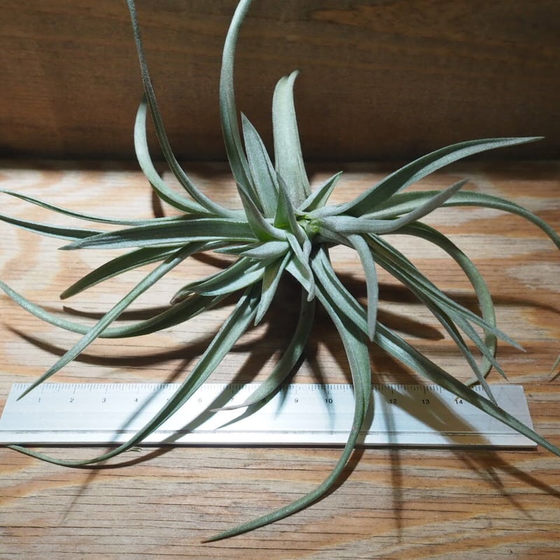 チランジア ／ アエラントス ロイヤルフラッシュ (T.aeranthos 'Royal