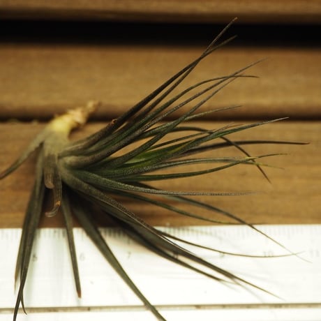チランジア ／ テヌイフォリア アメシスト　漆黒　(T.tenuifolia var. amethyst)