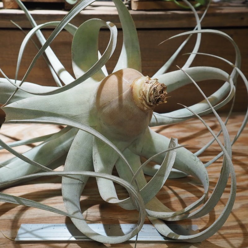 チランジア ／ キセログラフィカ ロングリーフ L (T.xerographica