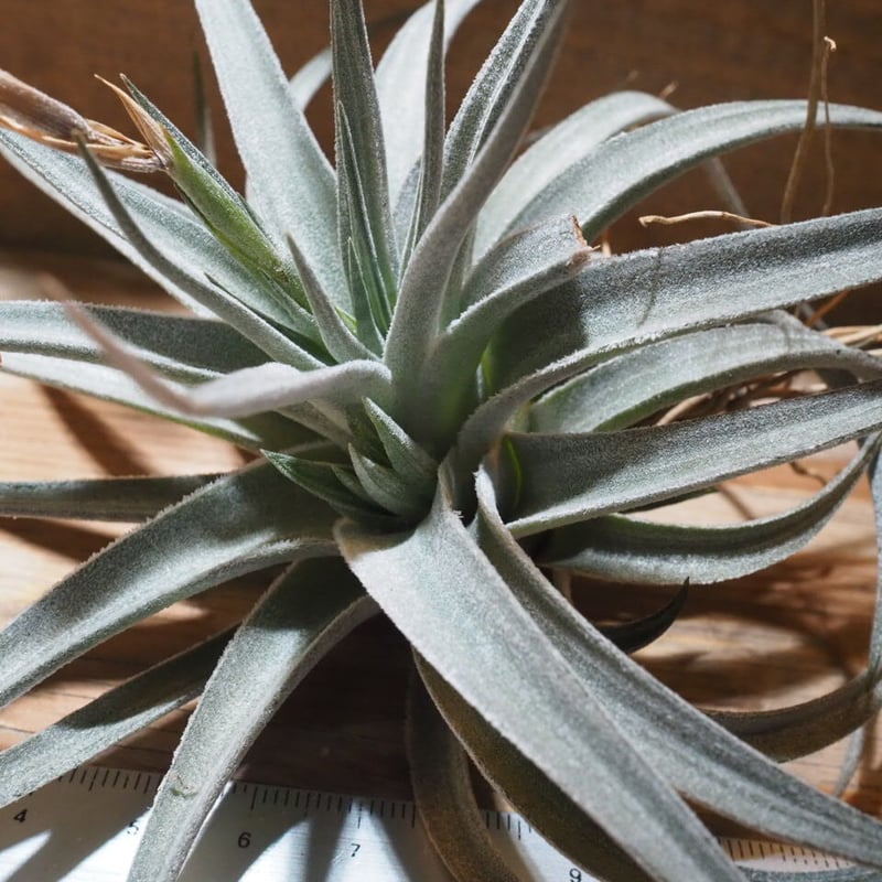 チランジア ／ ディディスティカ (T.didisticha) ☆AB01/Feb05 | 常