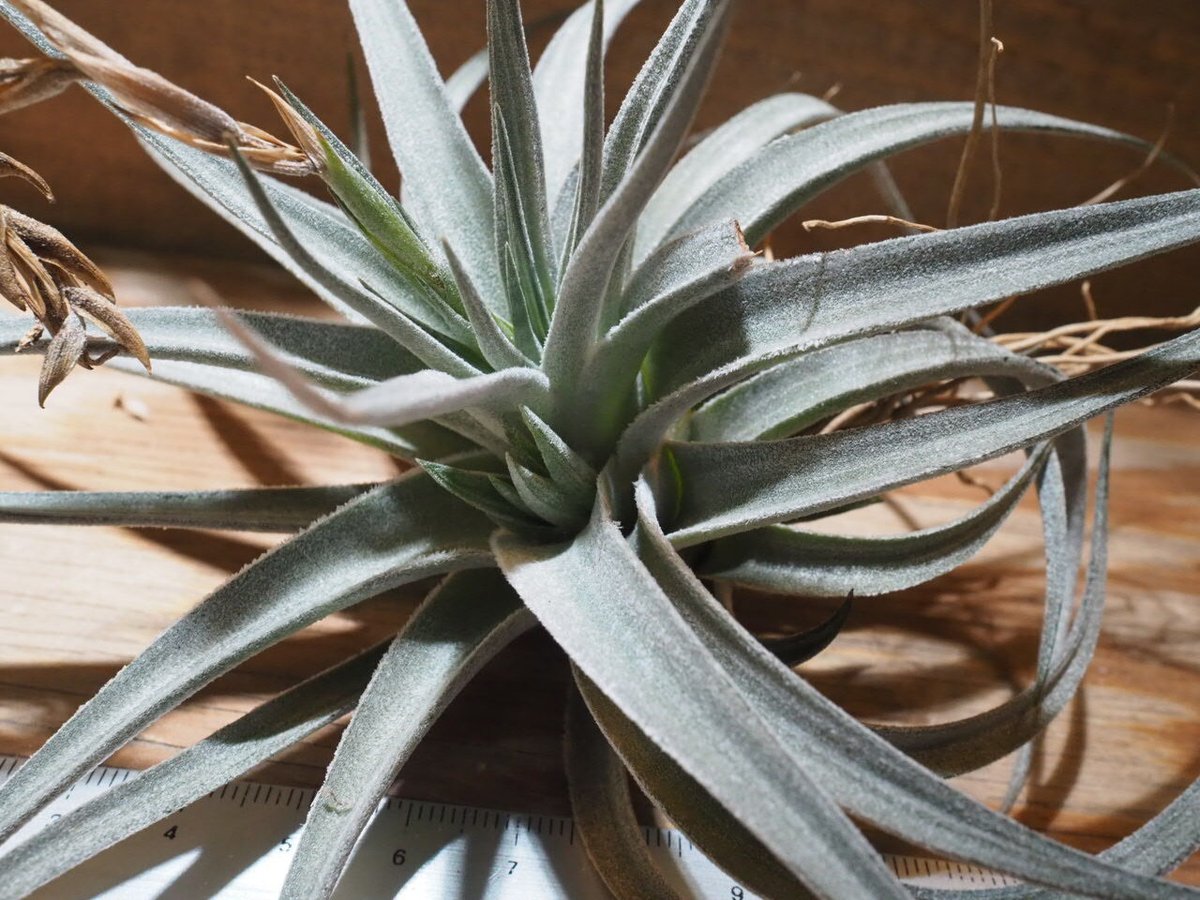 チランジア ／ ディディスティカ (T.didisticha) ☆AB01/Feb05 | 常