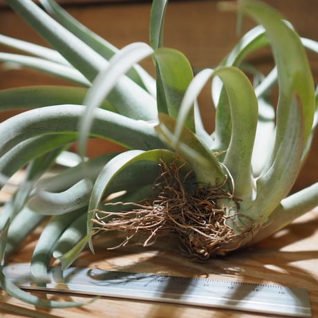チランジア ／ カピタータ イエロー　(T.capitata ’Yellow’)　＊A01/Apr25