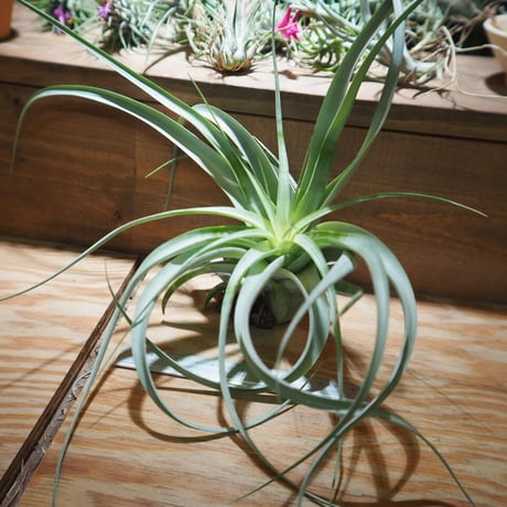 チランジア ／ キセログラフィカ × カピタータ　(T.xerographica × T.capitata)　＊A01/Jul05