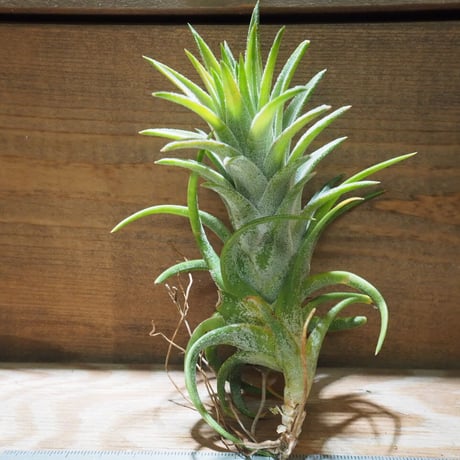 チランジア ／ イオナンタ ヴァンハイニンギー L　(T.ionantha var. vanhyningii)　★EF01/Feb05