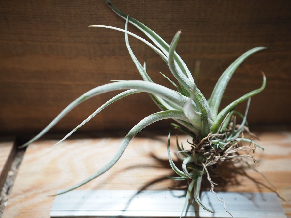 チランジア ／ カルウィンスキアナ (T.karwinskyana) ＊A01/Jun22 |