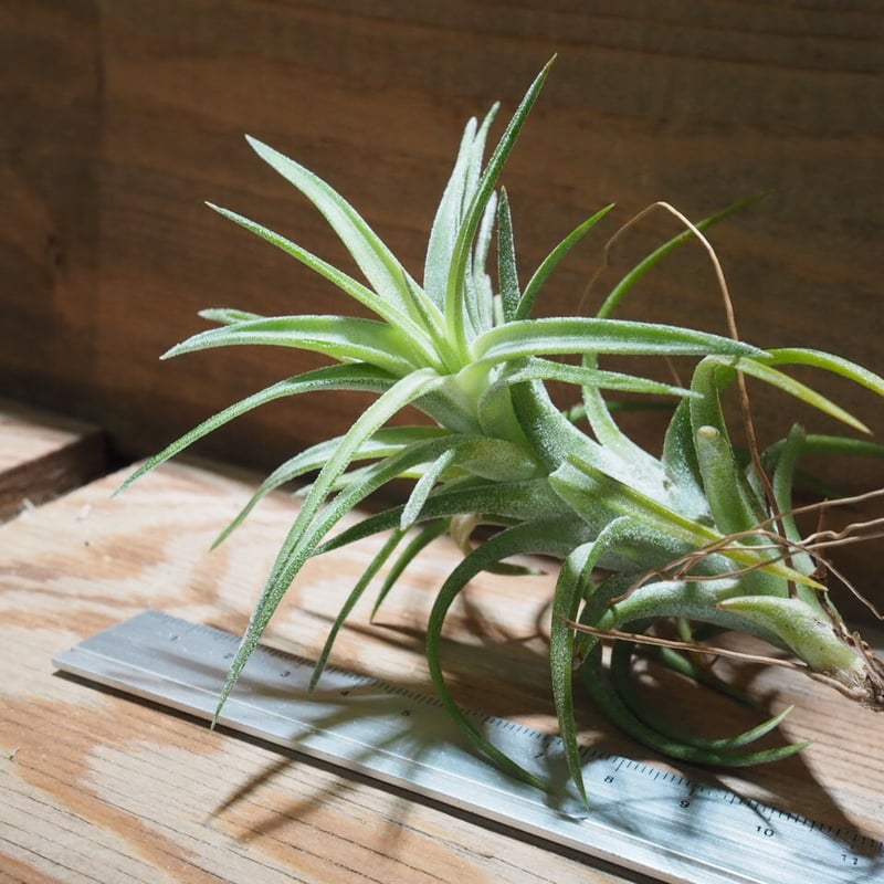 チランジア ／ イオナンタ ヴァンハイニンギー M (T.ionantha var. vanh