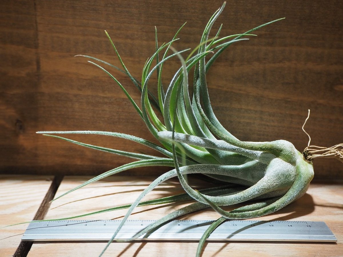 チランジア ／ セレリアナ × シルシナトイデス (T.seleriana × T