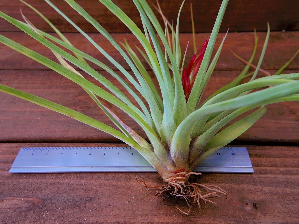 チランジア Awesome Amber fit=scale-down,w=1200