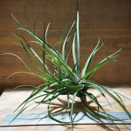 チランジア Coconut Grove ココナッツグローブ① Coconut Grove | クルール couleur