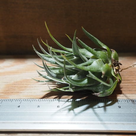 チランジア Coconut Grove ココナッツグローブ① Coconut Grove | クルール couleur