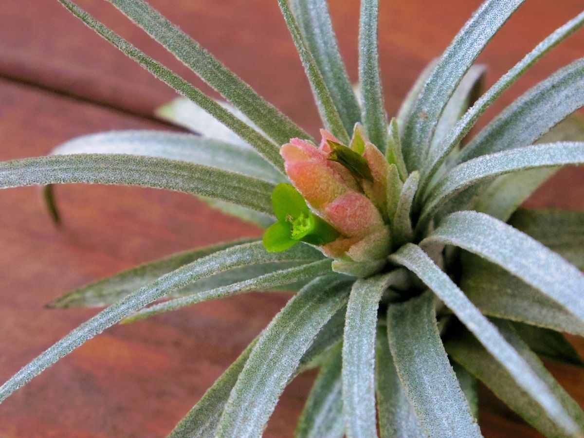 チランジア モーリアナ　 Tillandsia チランジア ／ マウリアナ L (T.mauryana) ＊A01/Apr12-01 | 常葉